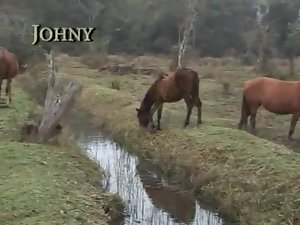 ベアバック乗馬