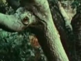 Junge Mädchen gefickt von Bigfoot
